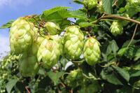 <a href="/benh-pho-bien/than-kinh-tam-than/tam-than" title="Tâm thần" rel="dofollow">Tâm thần</a>