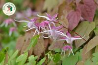 <a href="/kho-bau-duoc-lieu/cay-thuoc-vi-thuoc" title="Cây thuốc - Vị thuốc" rel="dofollow">Cây thuốc - Vị thuốc</a>