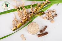 <a href="/kho-bau-duoc-lieu/cay-thuoc-vi-thuoc" title="Cây thuốc - Vị thuốc" rel="dofollow">Cây thuốc - Vị thuốc</a>