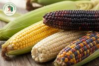 <a href="/kien-thuc-moi-ngay" title="Kiến thức mỗi ngày" rel="dofollow">Kiến thức mỗi ngày</a>