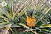 <a href="/kien-thuc-ngay-nay/dinh-duong" title="Dinh dưỡng" rel="dofollow">Dinh dưỡng</a>