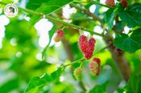 <a href="/kho-bau-duoc-lieu" title="Kho báu dược liệu" rel="dofollow">Kho báu dược liệu</a>