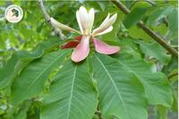 <a href="/kho-bau-duoc-lieu" title="Kho báu dược liệu" rel="dofollow">Kho báu dược liệu</a>