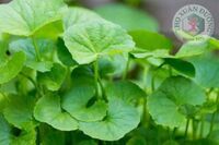 <a href="/benh-dac-tri/ung-thu/u-da-day" title="U dạ dày" rel="dofollow">U dạ dày</a>