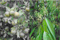 <a href="/kien-thuc-ngay-nay/kien-thuc-khac/anh-cay-thuoc-viet-nam" title="Ảnh cây thuốc việt nam" rel="dofollow">Ảnh cây thuốc việt nam</a>