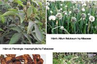 <a href="/kien-thuc-ngay-nay/kien-thuc-khac/anh-cay-thuoc-viet-nam" title="Ảnh cây thuốc việt nam" rel="dofollow">Ảnh cây thuốc việt nam</a>