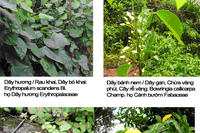 <a href="/kien-thuc-ngay-nay/kien-thuc-khac/anh-cay-thuoc-viet-nam" title="Ảnh cây thuốc việt nam" rel="dofollow">Ảnh cây thuốc việt nam</a>