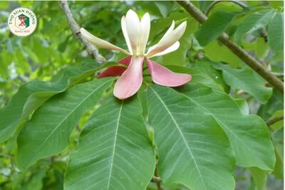 <a href="/kho-bau-duoc-lieu" title="Kho báu dược liệu" rel="dofollow">Kho báu dược liệu</a>