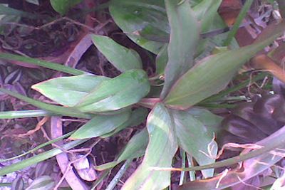 <a href="/kien-thuc-ngay-nay/kien-thuc-khac/anh-cay-thuoc-viet-nam" title="Ảnh cây thuốc việt nam" rel="dofollow">Ảnh cây thuốc việt nam</a>