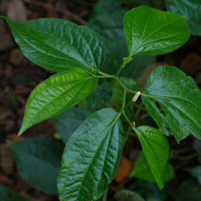 <a href="/kho-bau-duoc-lieu" title="Kho báu dược liệu" rel="dofollow">Kho báu dược liệu</a>