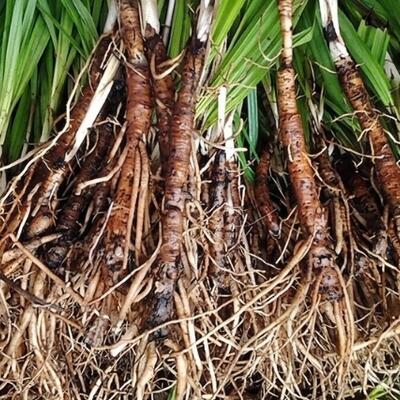 <a href="/kho-bau-duoc-lieu" title="Kho báu dược liệu" rel="dofollow">Kho báu dược liệu</a>