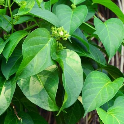 <a href="/kho-bau-duoc-lieu" title="Kho báu dược liệu" rel="dofollow">Kho báu dược liệu</a>