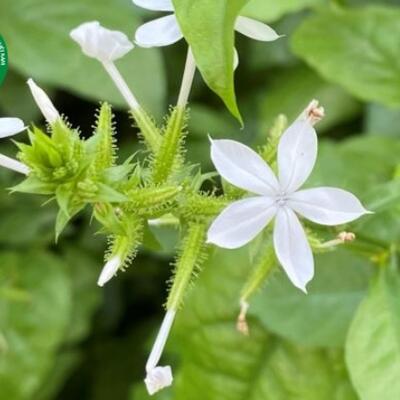 <a href="/kho-bau-duoc-lieu" title="Kho báu dược liệu" rel="dofollow">Kho báu dược liệu</a>