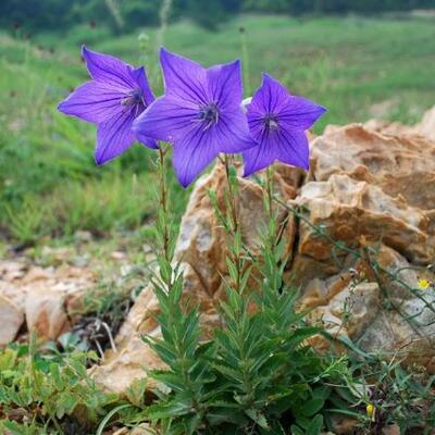 <a href="/kho-bau-duoc-lieu" title="Kho báu dược liệu" rel="dofollow">Kho báu dược liệu</a>