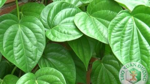 Lá trầu không ức chế vi khuẩn Helicobacter pylori giúp ngăn ngừa các bệnh dạ dày