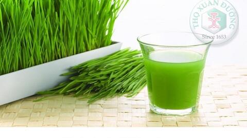Siêu thực phẩm cỏ lúa mì non - dinh dưỡng và chữa bệnh cực tốt