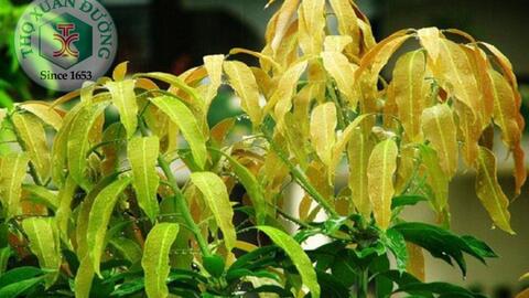Lá xoài non có tác dụng tốt trong điều trị đái tháo đường