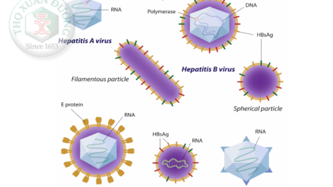 Các loại virus gây viêm gan
