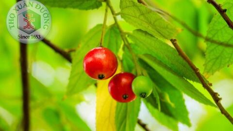 Rễ cây trứng cá được nghiên cứu để phát hiện thuốc chống ung thư mới