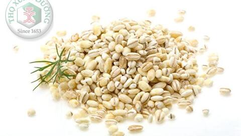 Dược liệu Ý dĩ quen thuộc nhiều công dụng chữa bệnh