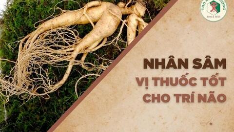 Nhân sâm - Vị thuốc tốt cho trí não