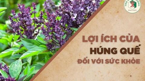 Lợi ích của húng quế đối với sức khỏe