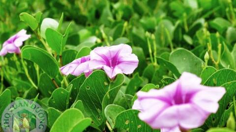 Tác dụng tuyệt vời của cây muống biển