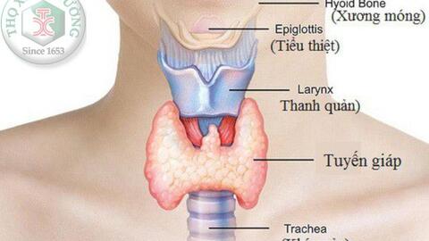 Chức năng tuyến giáp bạn đã biết chưa?