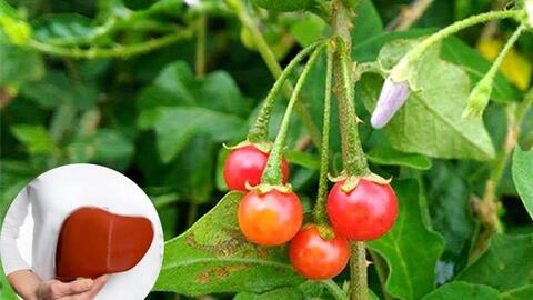 SKCĐ - Top 5 cây thuốc nam trị bệnh gan hiệu quả nhất
