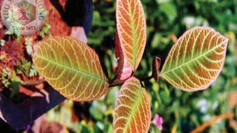 5 Loại lá thuốc nam trong thang chữa dạ dày của người Dao