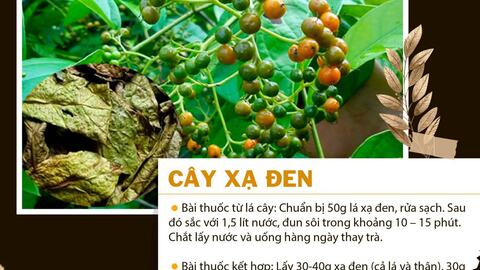 Những cây thuốc nam chữa bệnh ung thư cổ tử cung