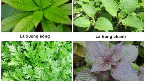 Các bài thuốc dân gian trị ho đơn giản hiệu quả