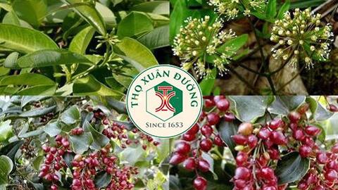 Những công dụng chữa bệnh tuyệt vời từ cây xá xị