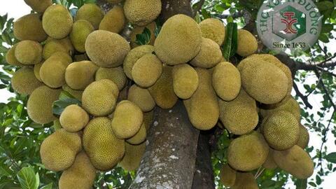 Ba La Mật _ Vị thuốc tưởng lạ mà quá thân quen