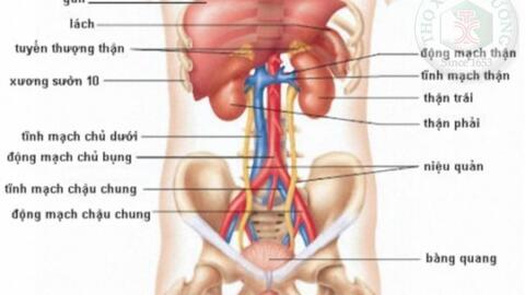 Các dấu hiệu gợi ý bệnh thận tiết niệu