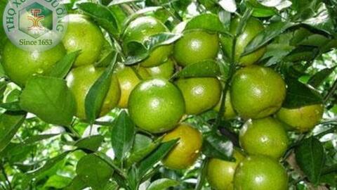 Các vị thuốc từ cây chanh quen thuộc