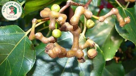 Cây khúng khéng – Vị thuốc giải độc bảo vệ gan hiệu quả