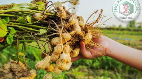 Hạt lạc nhiều giá trị dinh dưỡng