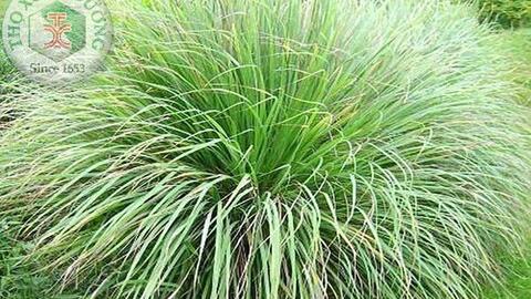 Những loài cây có tác dụng đuổi muỗi nên trồng quanh nhà