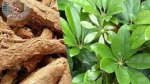 Thảo dược chữa bệnh cơ xương khớp hiệu quả