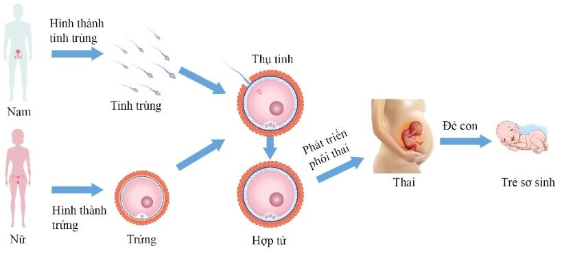 goc-sinh-san-cua-con-nguoi
