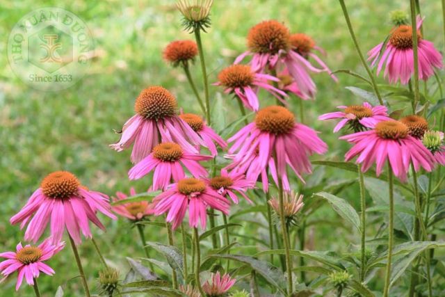 Cúc Gai tím (Echinacea purpurea)