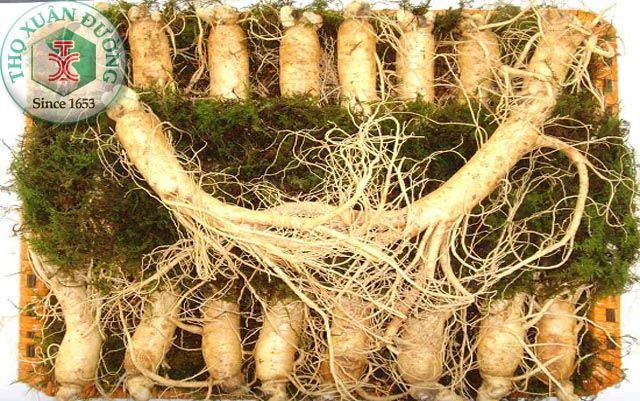 sam ngoc linh, sâm ngọc linh