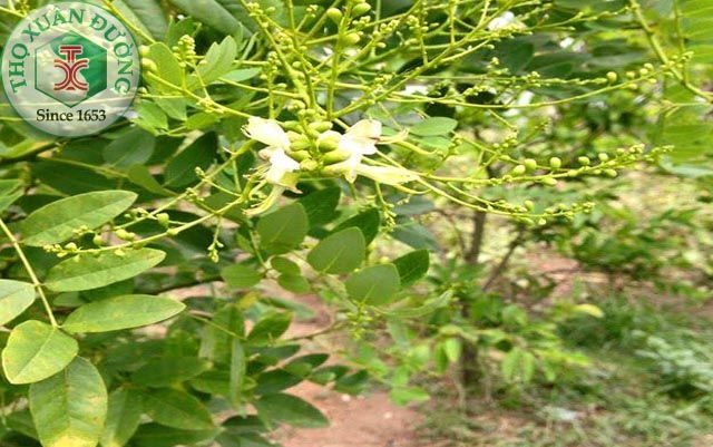 Công dụng của hoa hòe trong đông y