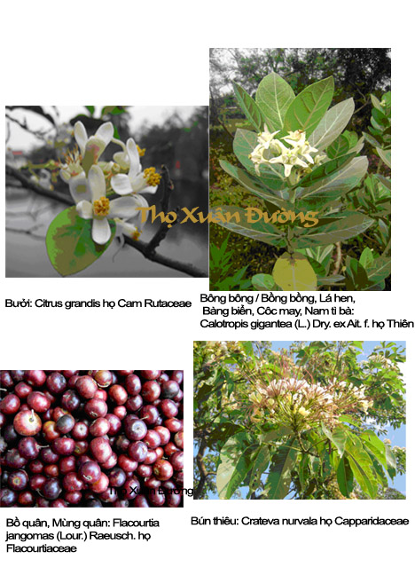 buoi_copy.jpg buoi_copy.jpg