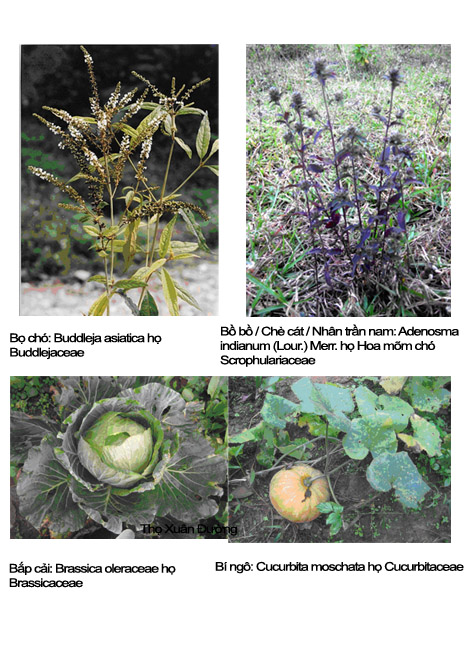 bapcai_copy.jpg bapcai_copy.jpg