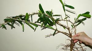 Đông y, dong y, tho xuan duong, thuốc quý, thuoc quy, xao tam phan, xáo tam phân