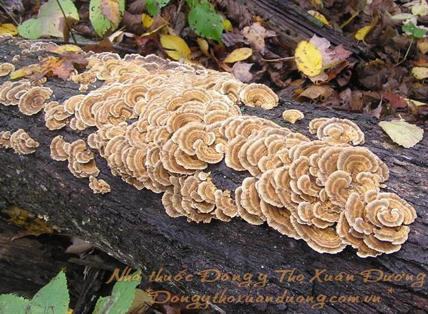 thuốc nấm vân chi