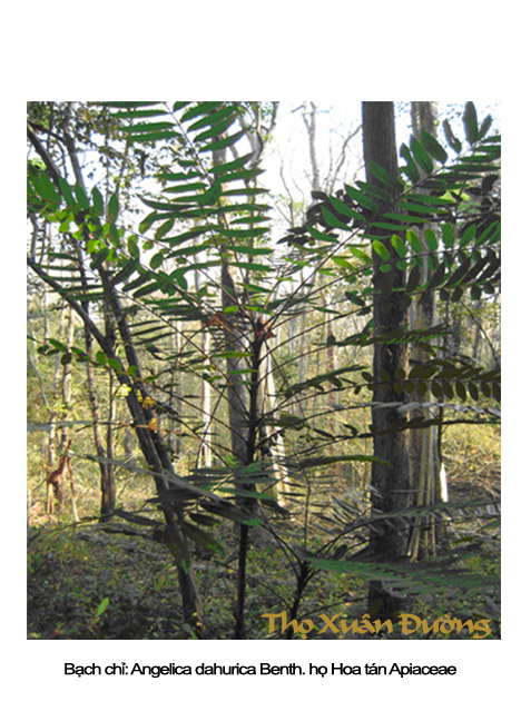 bachchi_copy.jpg bachchi_copy.jpg