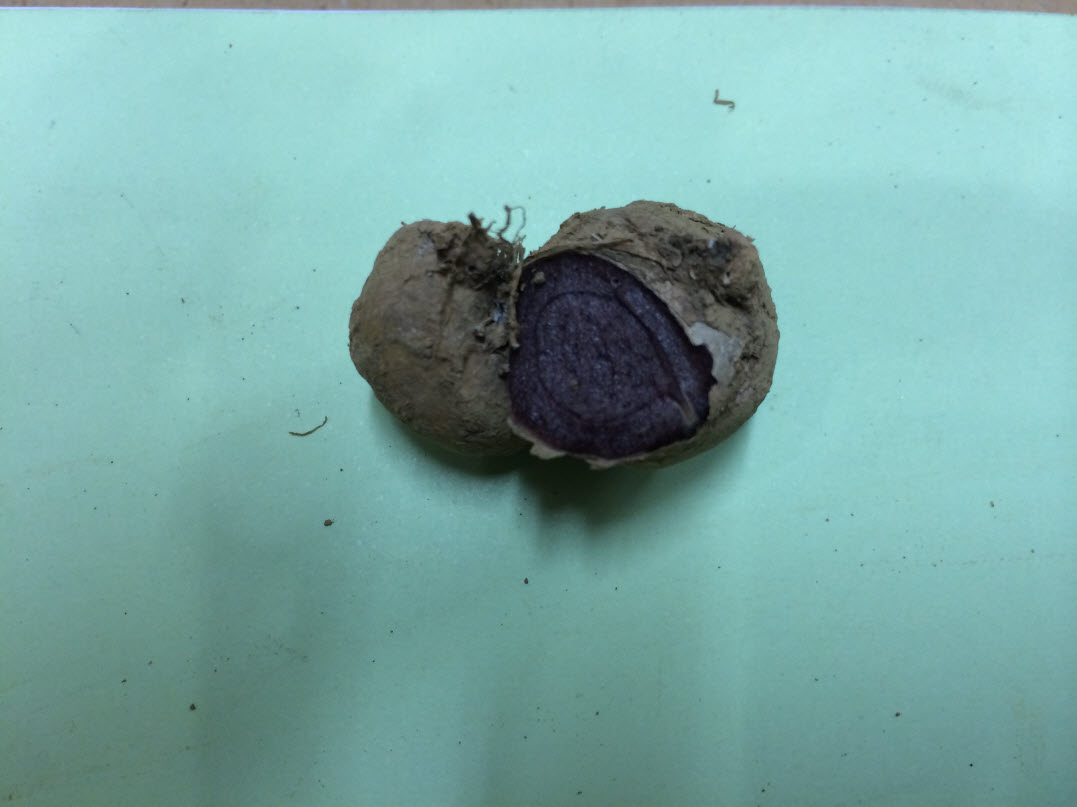 ngai den, ngải đen, ngãi đen, công dụng cây ngải đen.